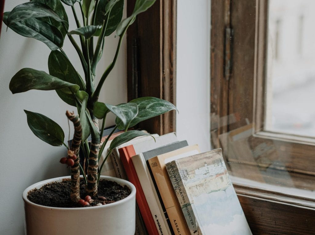 A serene windowsill featuring a potted plant and neatly arranged books, creating a cozy indoor vibe.
